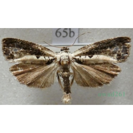 Hedya salicella (Linnaeus, 1758) Płatkówka wierzbóweczka Czech65b